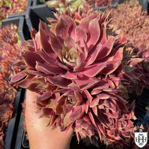 Sempervivum 'Othello' - Mägisibul 'Othello' P9/0,55L